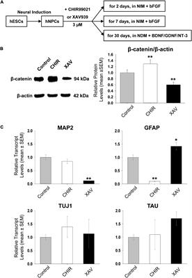 Pharmacological Manipulation of Wnt/β-Catenin Signaling Pathway in Human Neural Precursor Cells Alters Their Differentiation Potential and Neuronal Yield